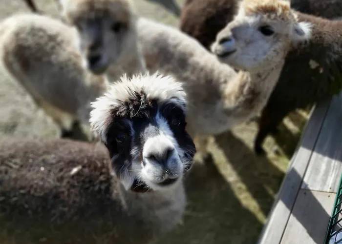 Ferienwohnung Bungenhof Alpacas