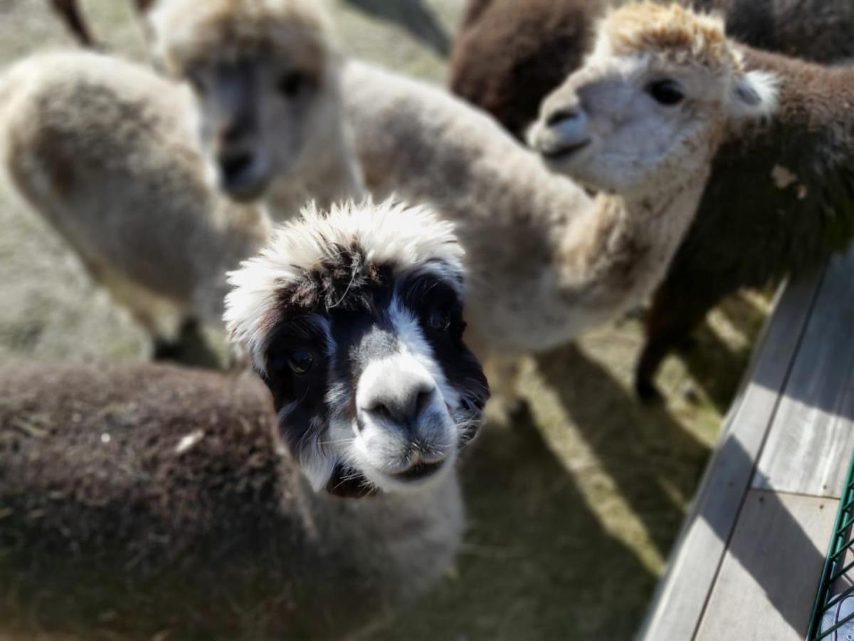 Bungenhof Alpacas Celle