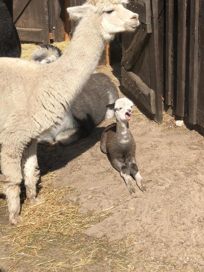 Bungenhof Alpacas Celle